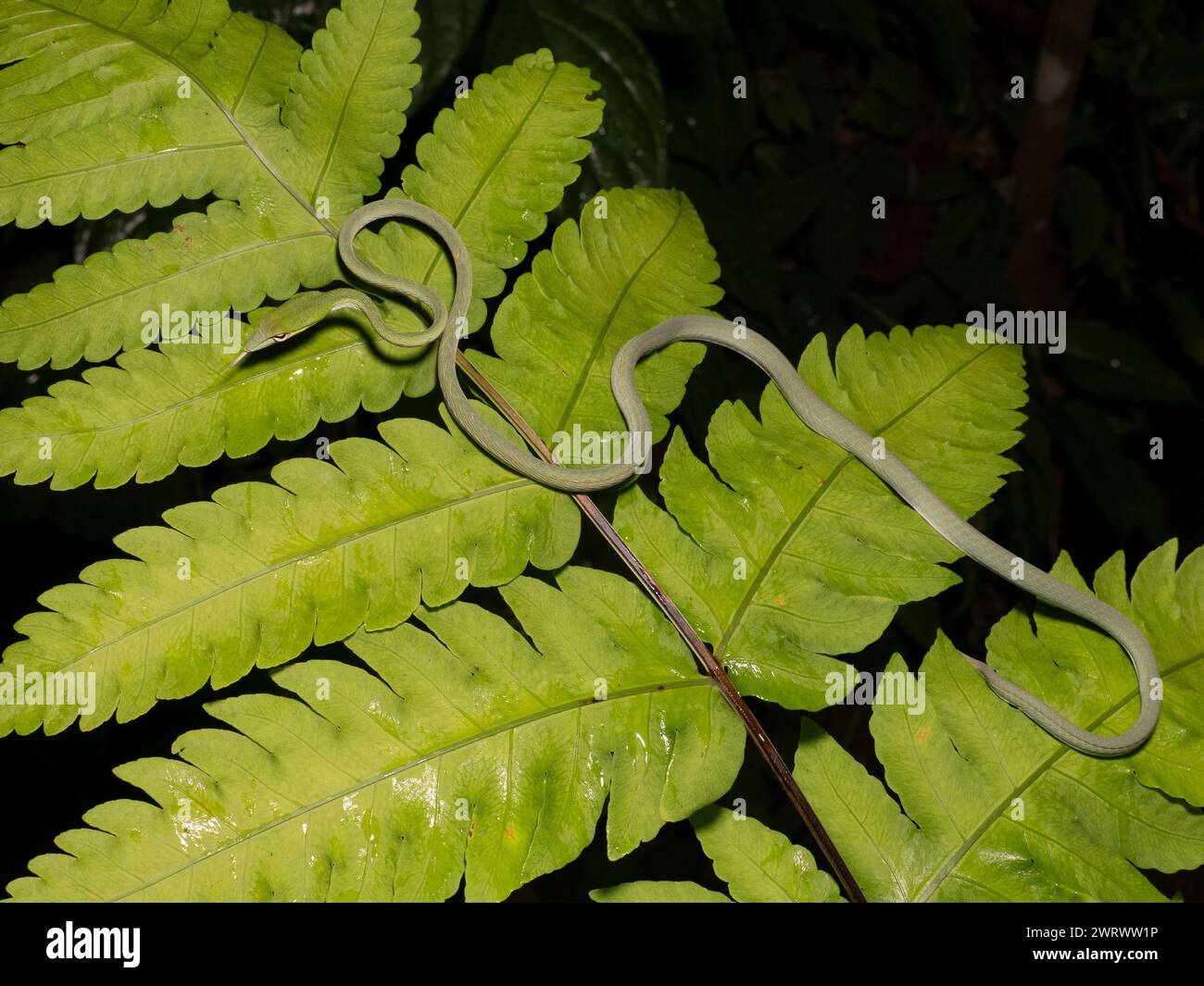 Asiatische Rebe-Schlange (Ahaetulla prasina) auf Blatt gekräuselt, Regenwald bei Nacht, Nr Kathu Wasserfall, Phuket, Thailand Stockfoto