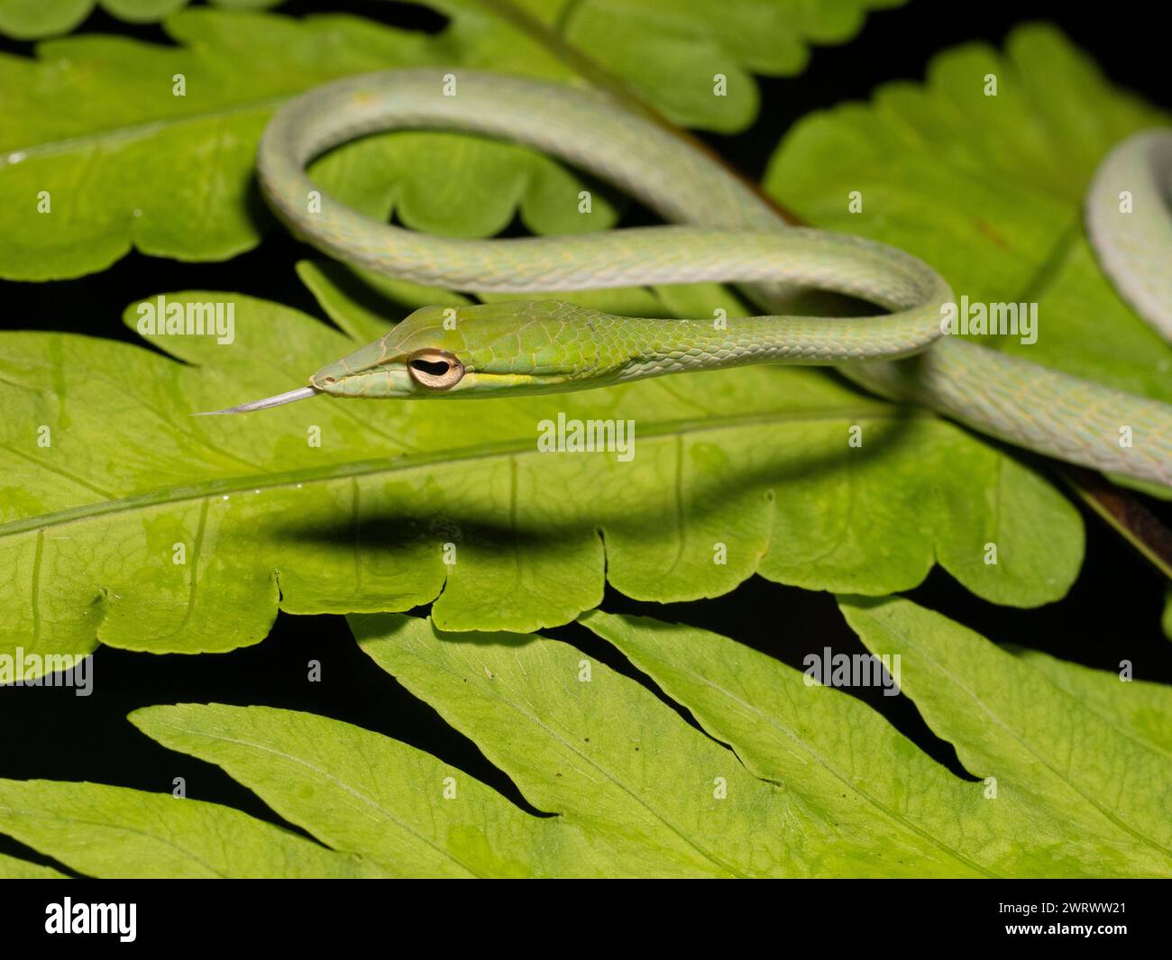 Asiatische Rebe-Schlange (Ahaetulla prasina) auf Blatt gekräuselt, Regenwald bei Nacht, Nr Kathu Wasserfall, Phuket, Thailand Stockfoto