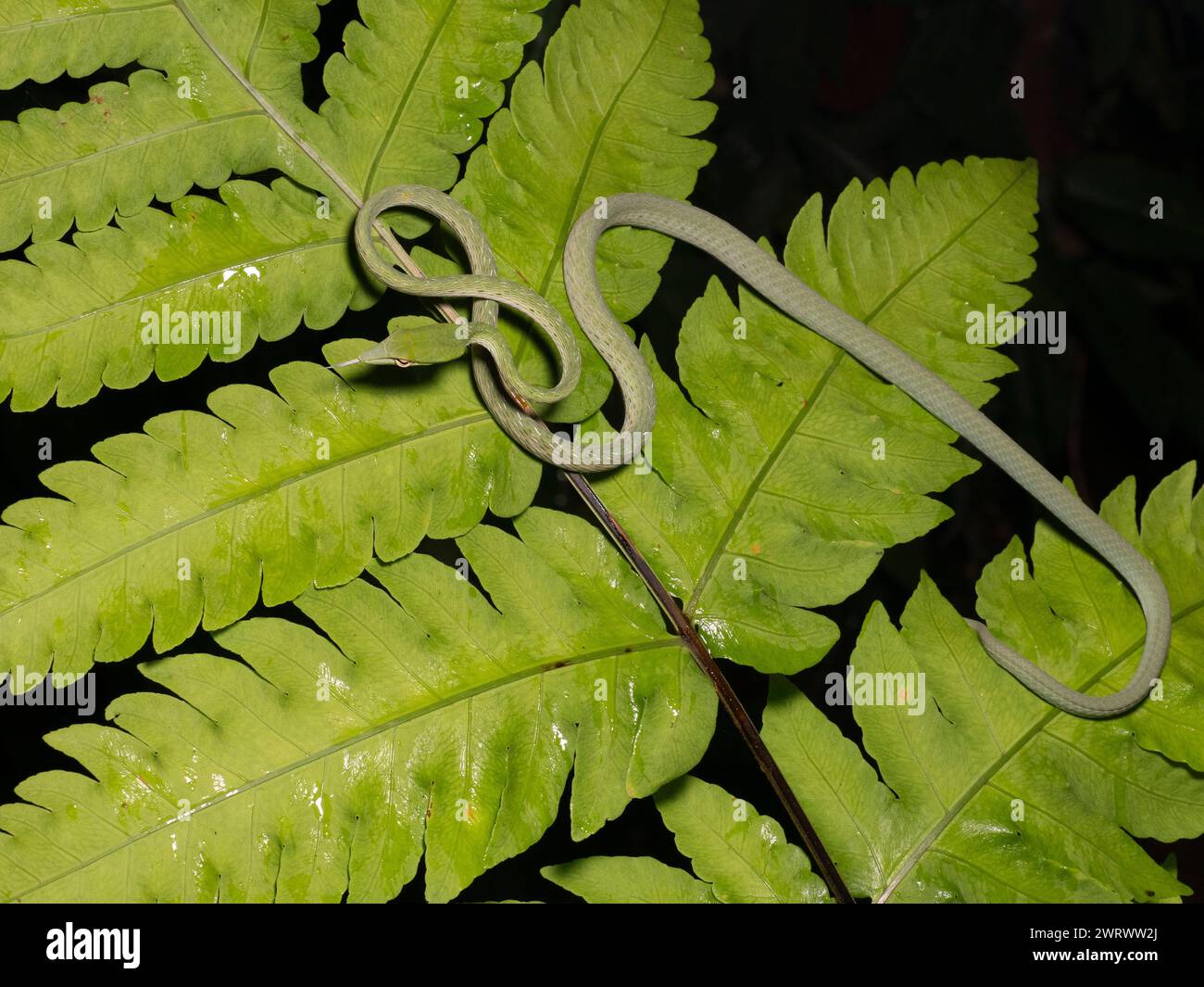 Asiatische Rebe-Schlange (Ahaetulla prasina) auf Blatt gekräuselt, Regenwald bei Nacht, Nr Kathu Wasserfall, Phuket, Thailand Stockfoto