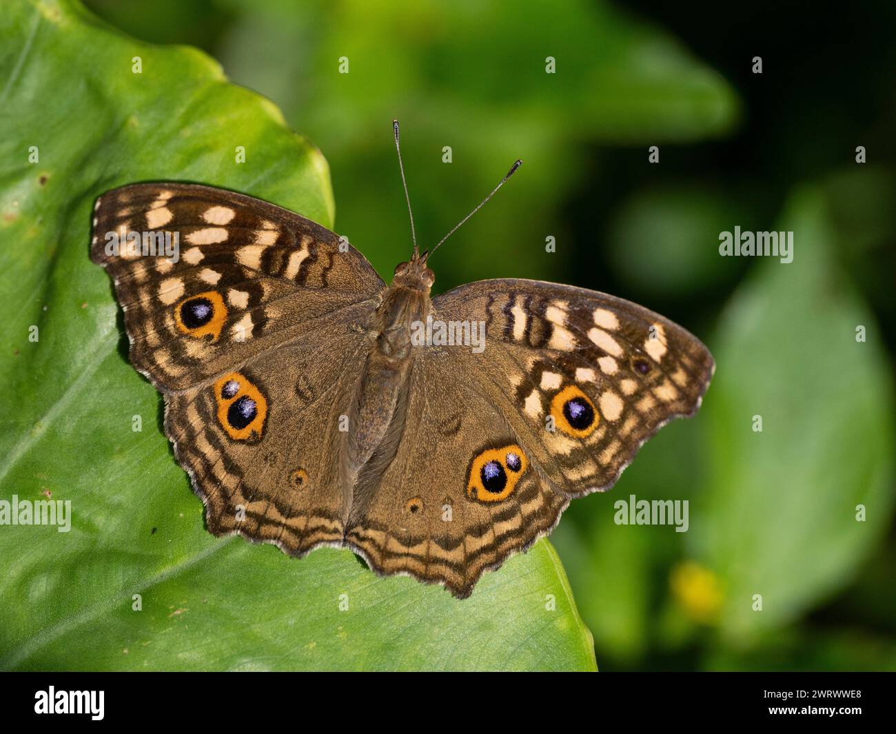 Lemon Pansy Butterfly (Junonia Lemonias) in der Nähe des Khao Phra Thaeo Nationalparks, Phuket Thailand Stockfoto