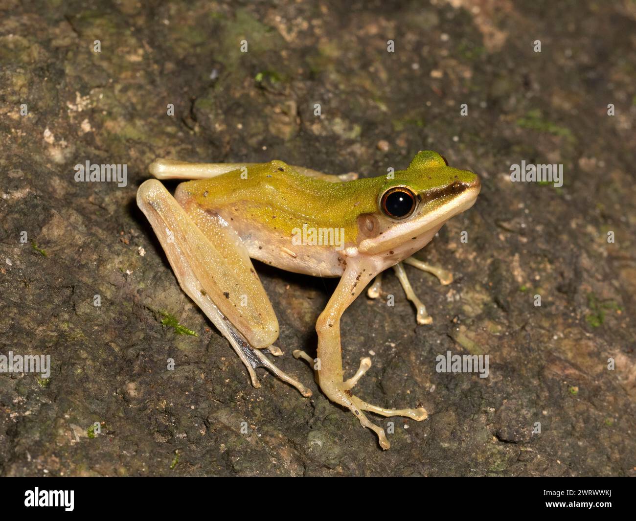 Kupferwangenfrosch (Chalcorana eschatia) auf Felsen im Regenwald bei Nacht, Nr Kathu Wasserfall, Phuket, Thailand Stockfoto