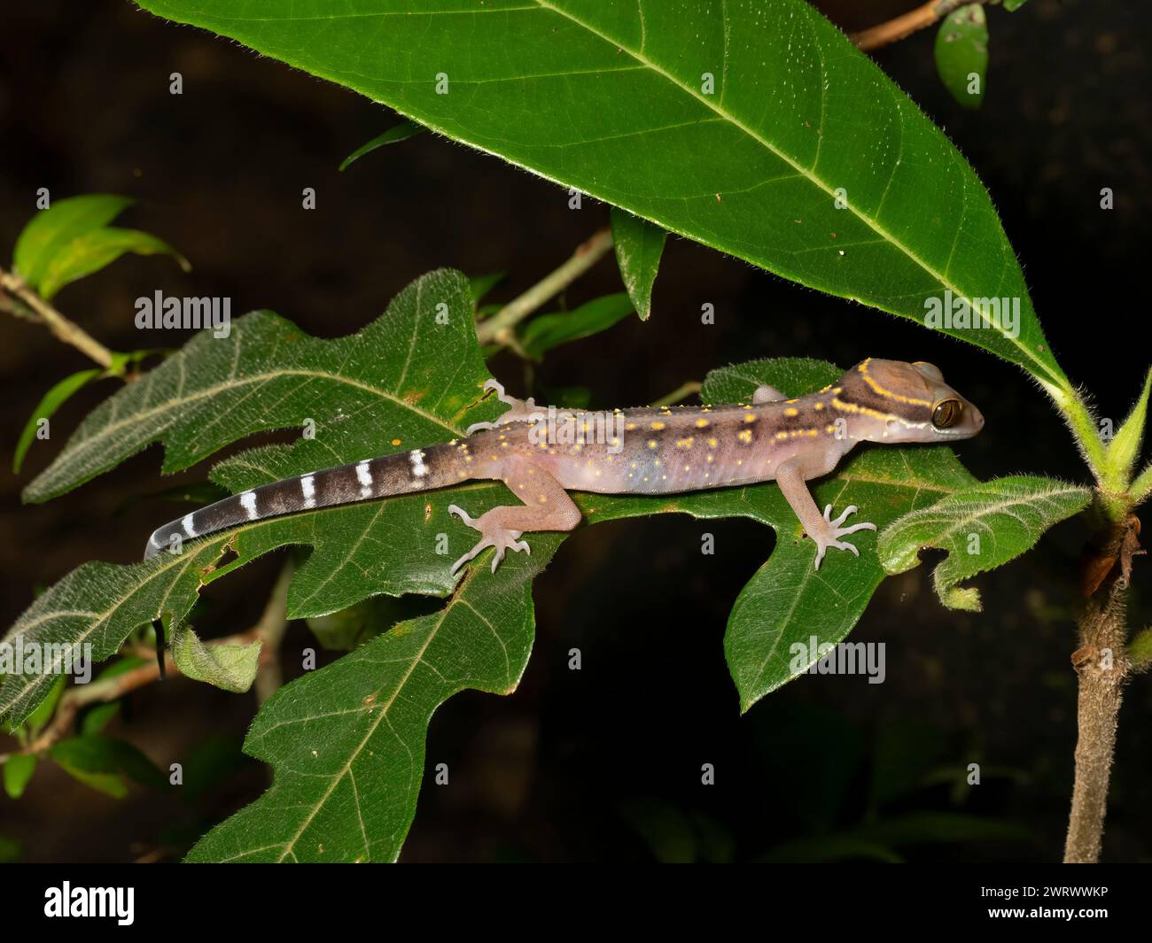 Oldhams Bent Toed Gecko (Cyrtodactylus oldhami) Regenwald bei Nacht, Nr Kathu Wasserfall, Phuket, Thailand Stockfoto