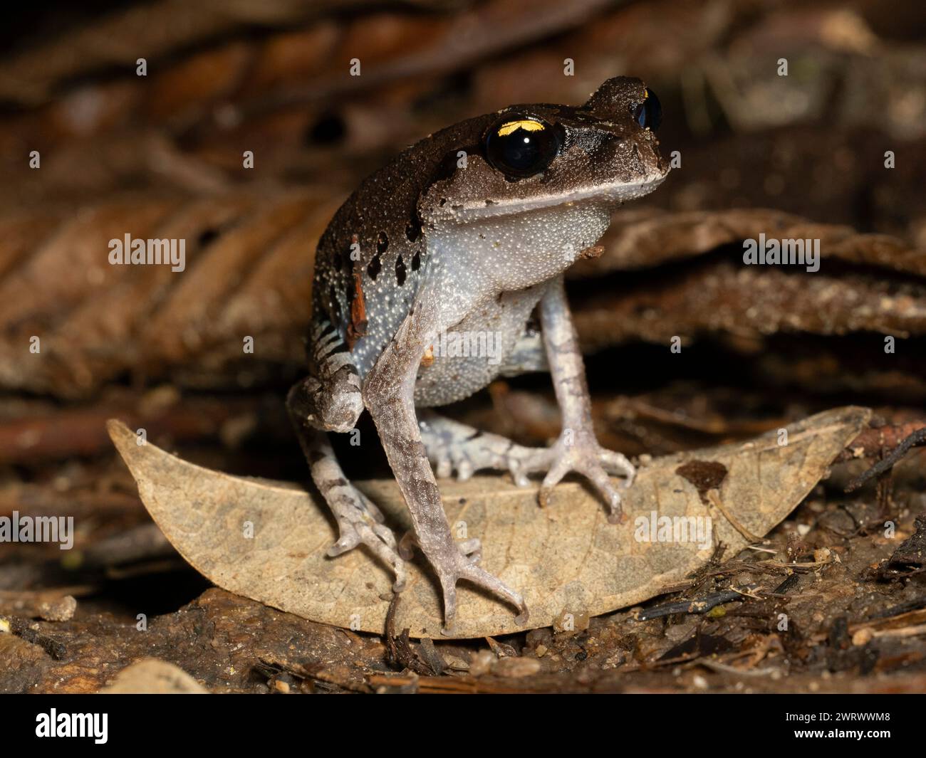 Smith's Wurffrosch (Leptobrachium smithi) auf Blatt auf Waldboden, Regenwald bei Nacht, Nr Kathu Wasserfall, Phuket, Thailand Stockfoto