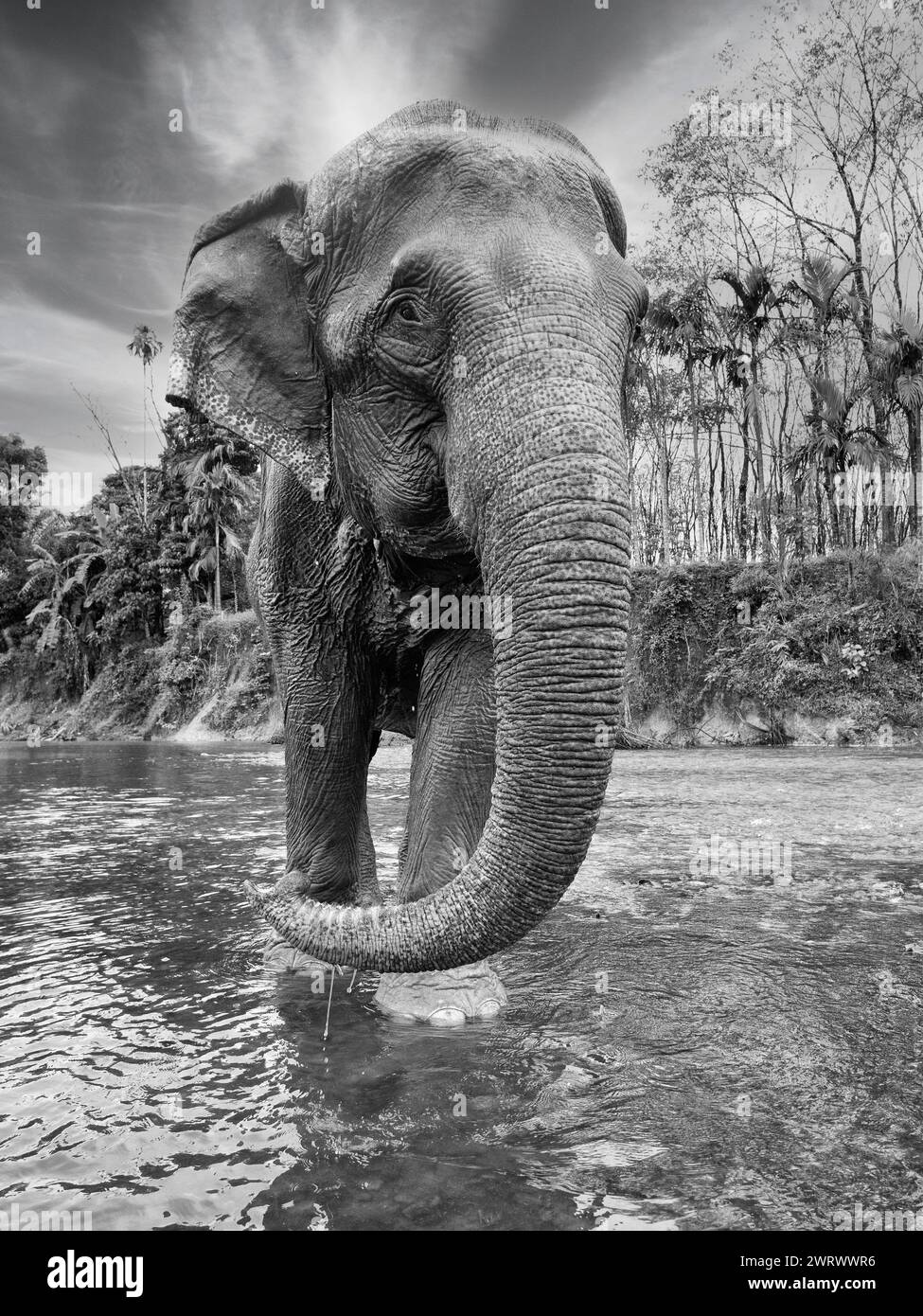 Asiatischer Elefant (Elephas maximus) im Fluss im Khao Sok Elephant Conservation Centre, Thailand Stockfoto