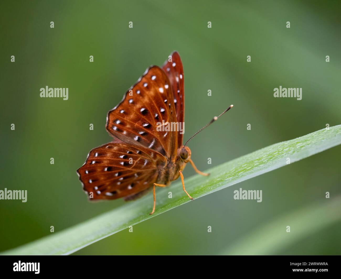 Gemeiner Punchinello-Schmetterling (Zemeros flegyas) Nr Chong Fah Wasserfall, Khao Lak, Thailand Stockfoto