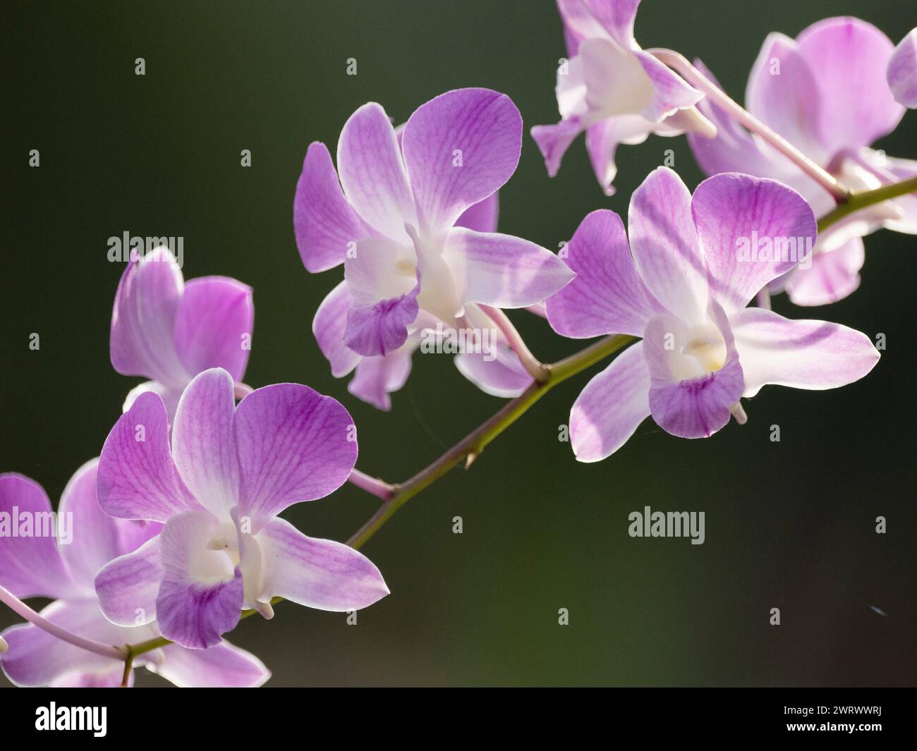 Purple Orchid (Dendrobium sp) Phuket, Thailand Stockfoto