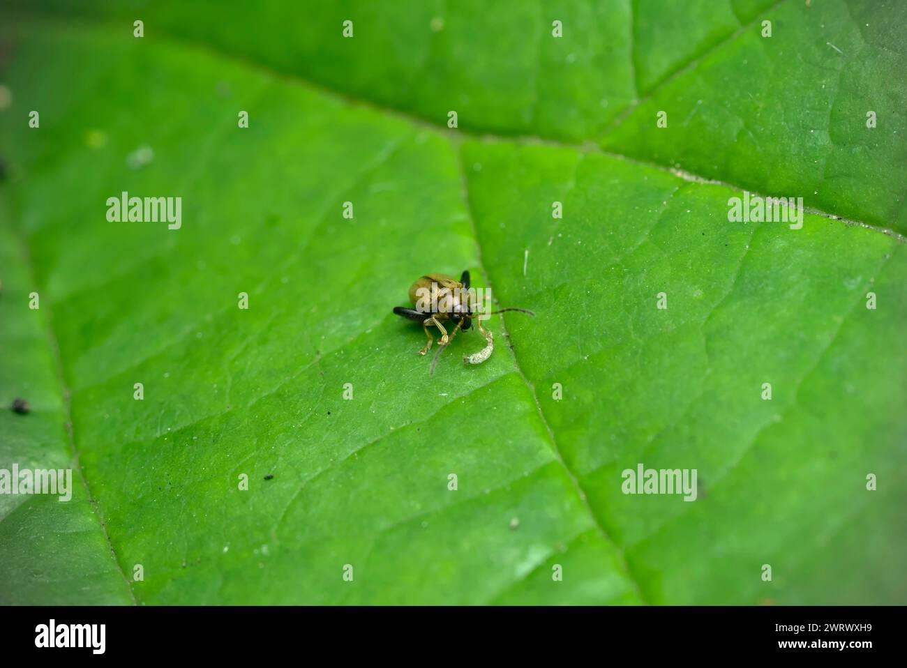 Nahaufnahme eines einzigen Flohkäfers (Longitarsus sp., Chrysomelidae) auf einem Blatt vor einer Larve, Makro, Insektenfotografie, Biodiversität, Natur Stockfoto