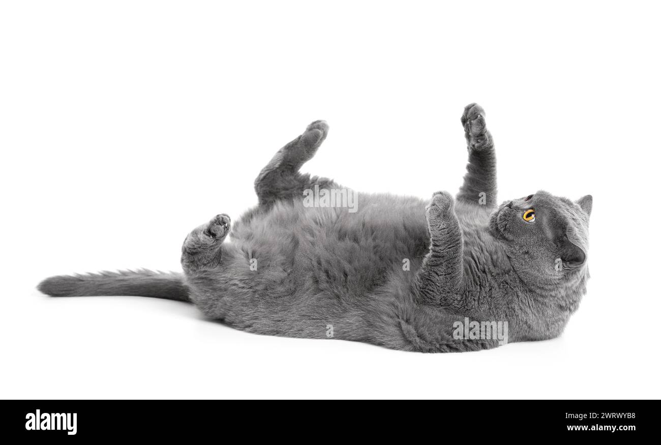 Eine fette britische Katze liegt auf dem Rücken mit hochgezogenen Pfoten auf weißem Hintergrund. Übergewichtige schottische Katze posiert komisch, Fettleibigkeit bei Haustieren. Stockfoto