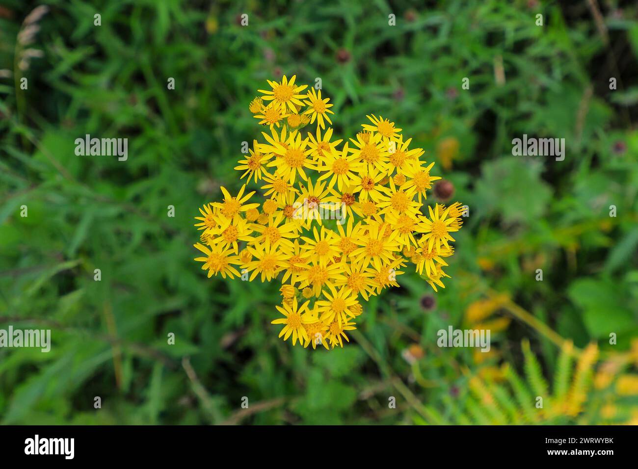 Die hellgelben Blüten von Gemeinem Ragkraut, Jacobaea vulgaris oder Senecio jacobaea, einer giftigen Pflanze, England, Vereinigtes Königreich Stockfoto