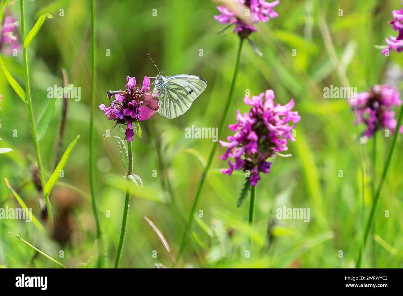 Ein grüner Weißer Schmetterling (Pieris napi), der eine Betony (Betonica officinalis)-Blüte ernährt oder anzieht, England, Großbritannien Stockfoto