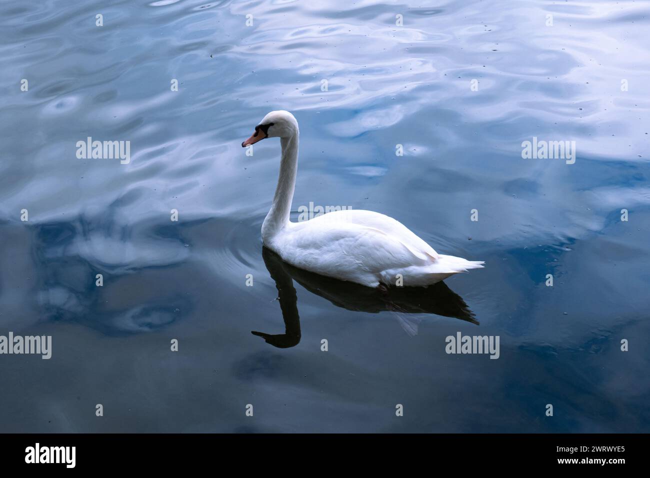 Ein weißer Schwan schwimmt im See. Seidiges Wasser und weißer Schwan Stockfoto