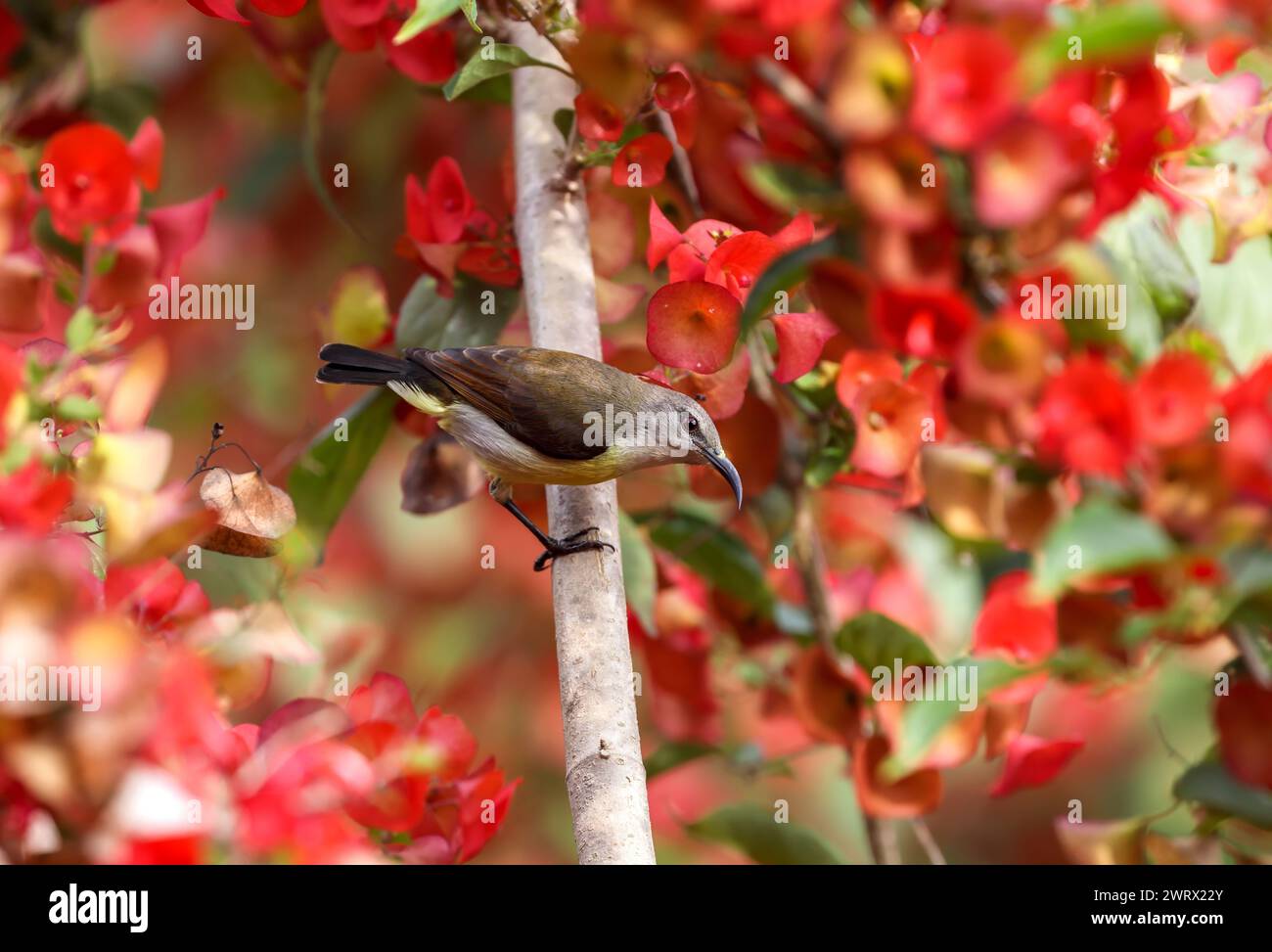 sonnenvogel auf Blume. Dieses Foto wurde aus Bangladesch gemacht. Stockfoto