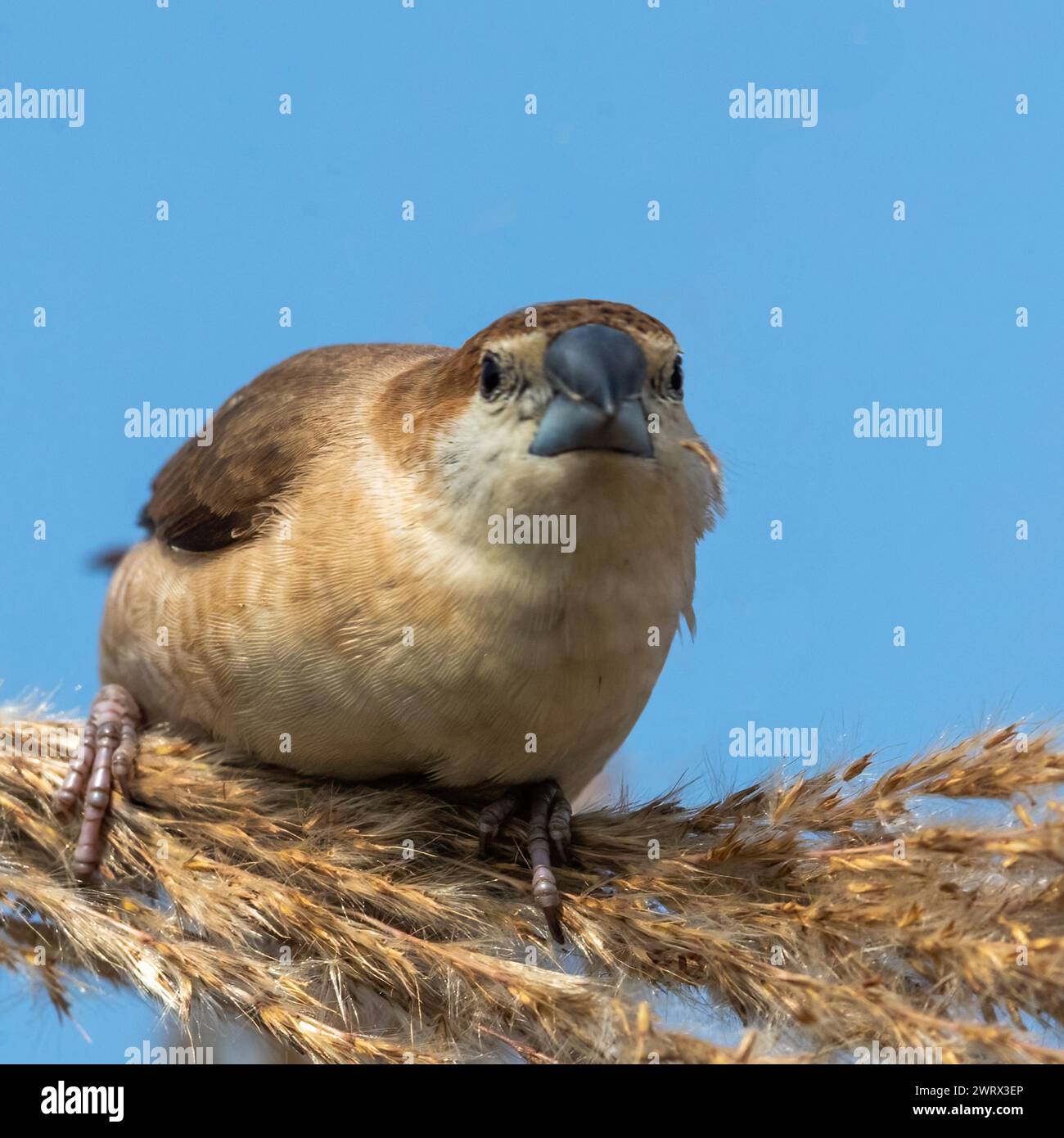 Eine Silberrechnung in Augenkontakt Stockfoto