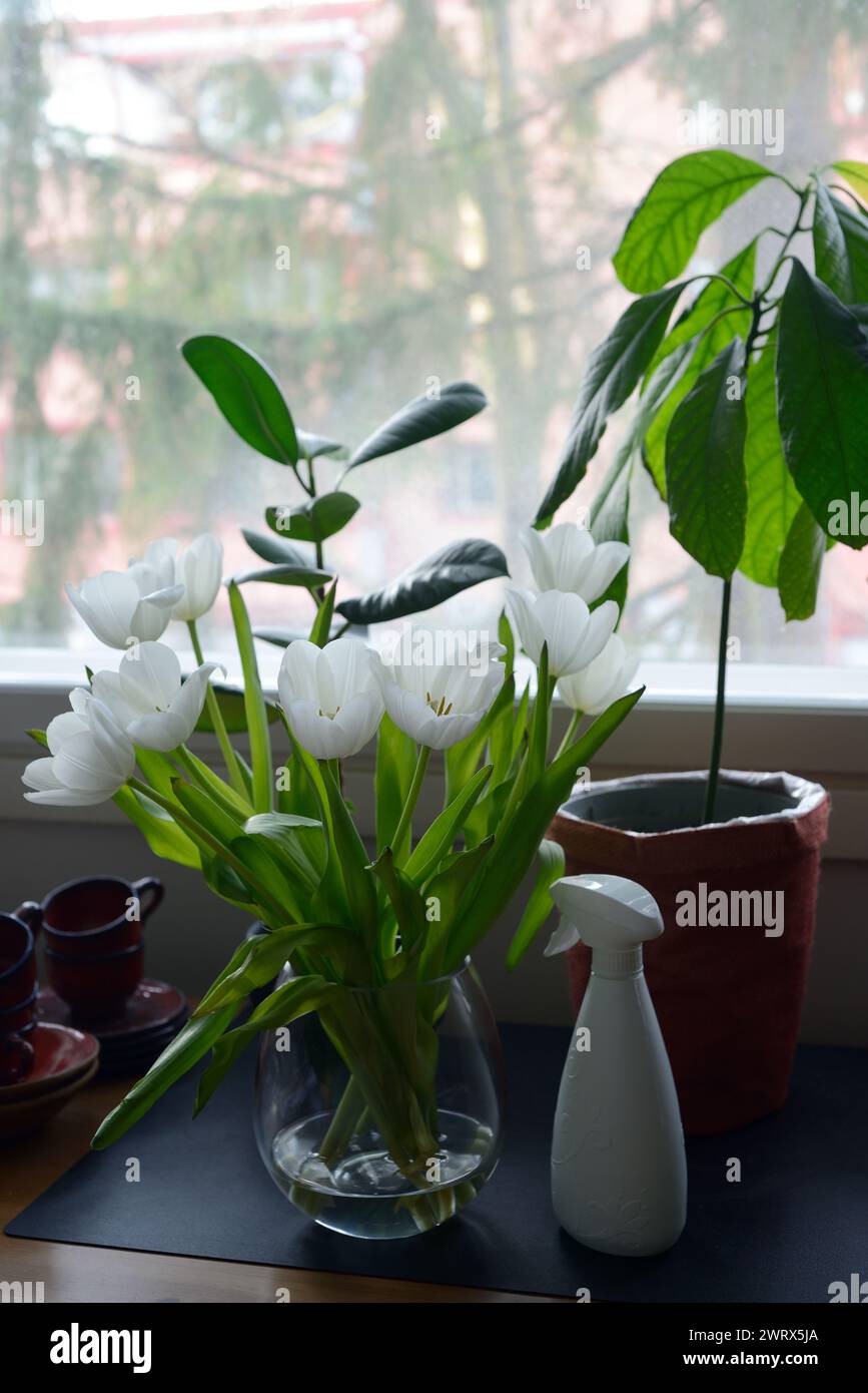Weiße Tulpen, Wassersprüher und Zimmerpflanzen auf einem Tisch am Fenster Stockfoto