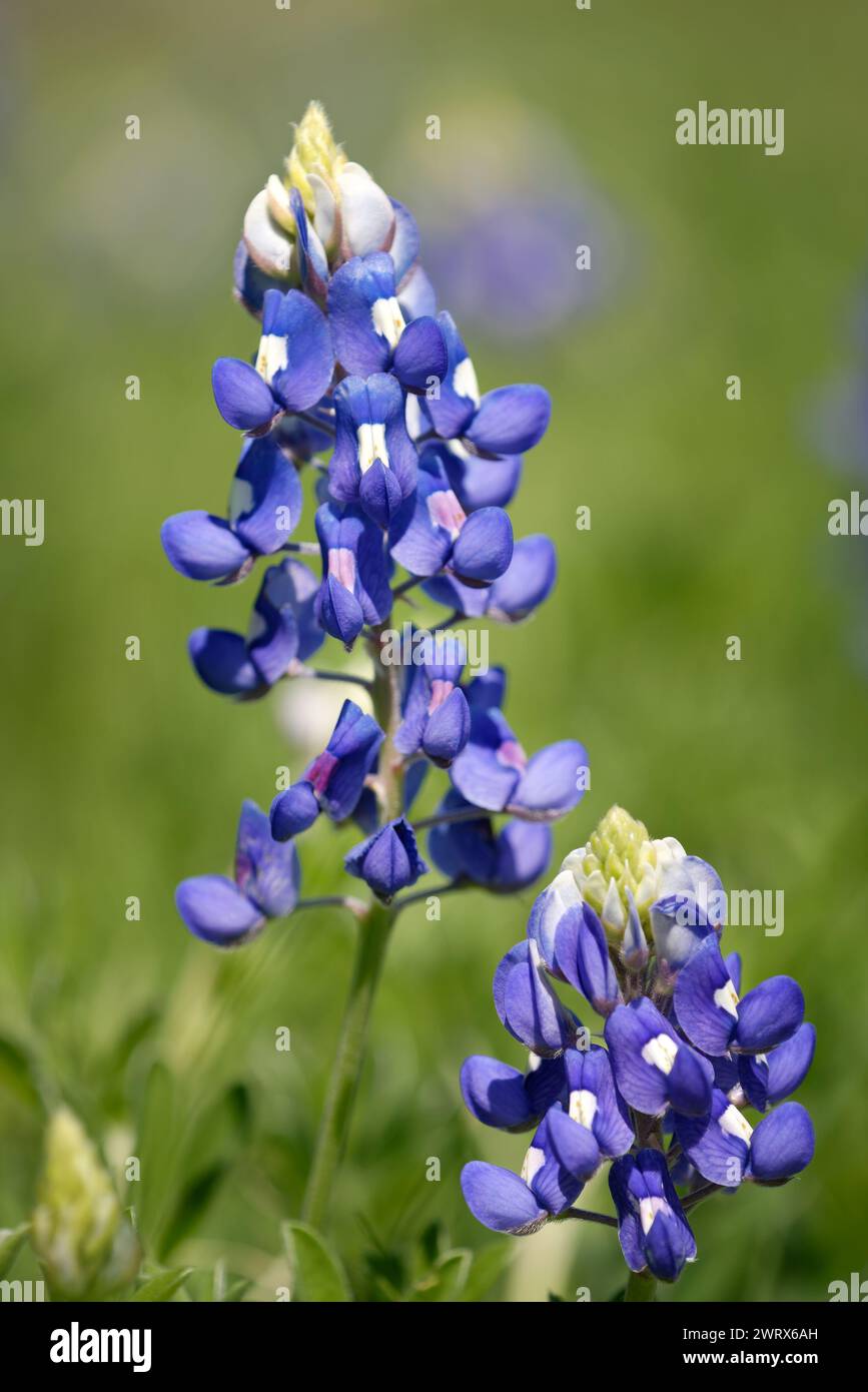 Texas Bluebonnet (Lupinus texensis) blüht im Frühling. Nahaufnahme. Stockfoto