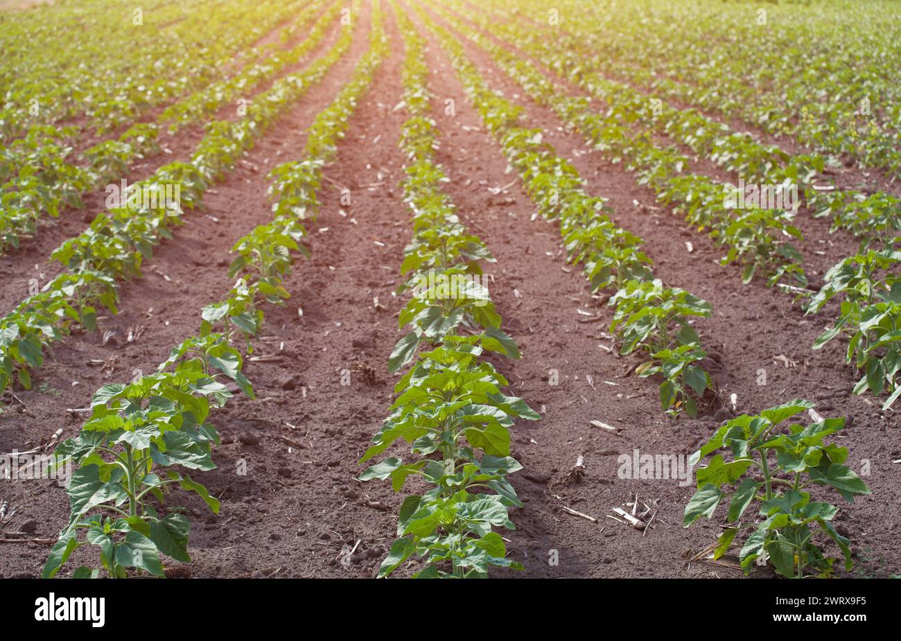 Großes Feld mit jungen grünen, nicht blühenden Sonnenblumen, die auf einem Bauernhof wachsen. Anbau landwirtschaftlicher Nutzpflanzen. Stockfoto