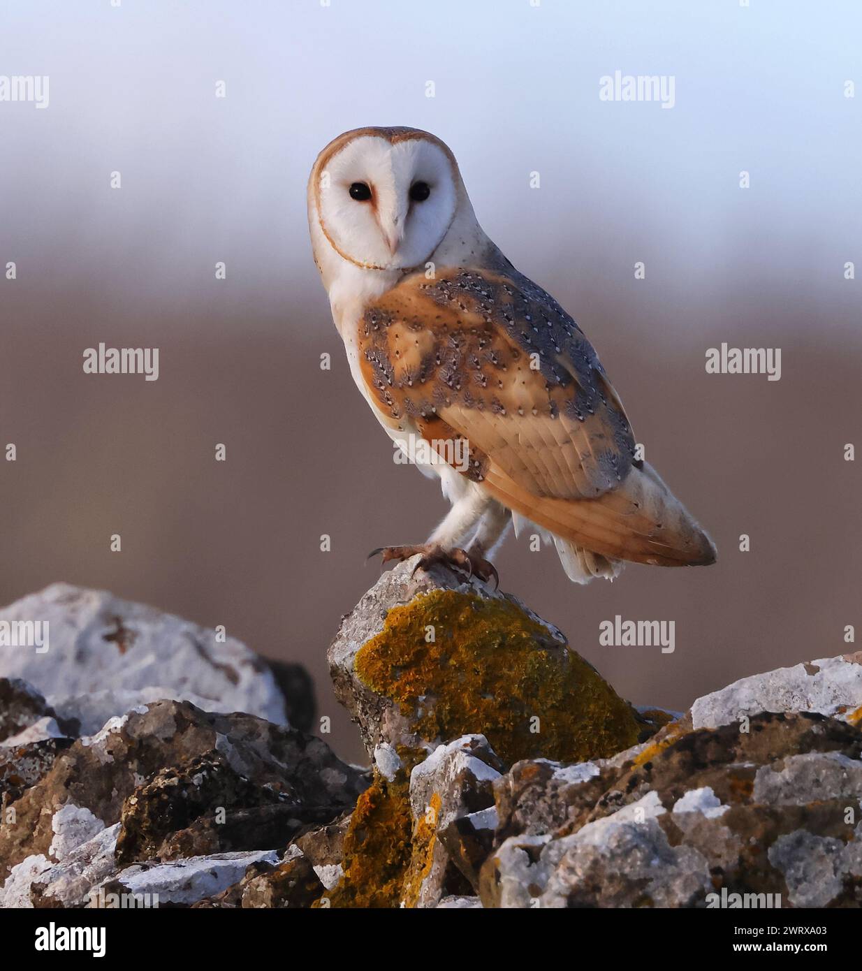 Eine Scheuneneule (Tyto alba), die auf einer typischen Steinmauer von Cotswold in Gloucestershire, Großbritannien, thront Stockfoto