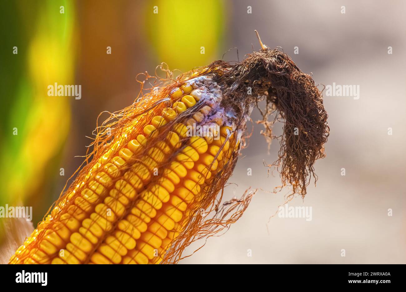Unreife, kranke und schimmelige Maiskolben auf dem Feld, Nahaufnahme. Sammeln Sie Maisgut. Stockfoto