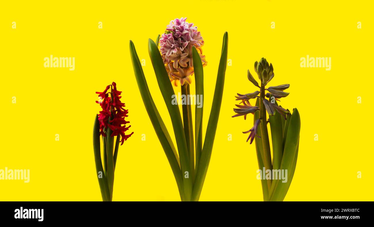Drei blühende Hyazinthen auf gelbem Hintergrund. Blütenstände verschiedener Farben. Stockfoto