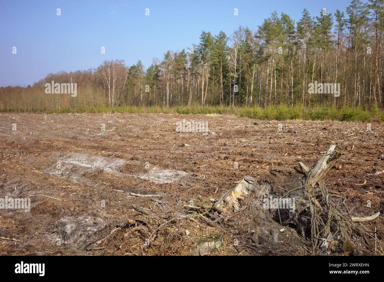 Foto eines Baumstumpfes vor dem Hintergrund eines abgeholzten Waldes, selektiver Fokus. Stockfoto