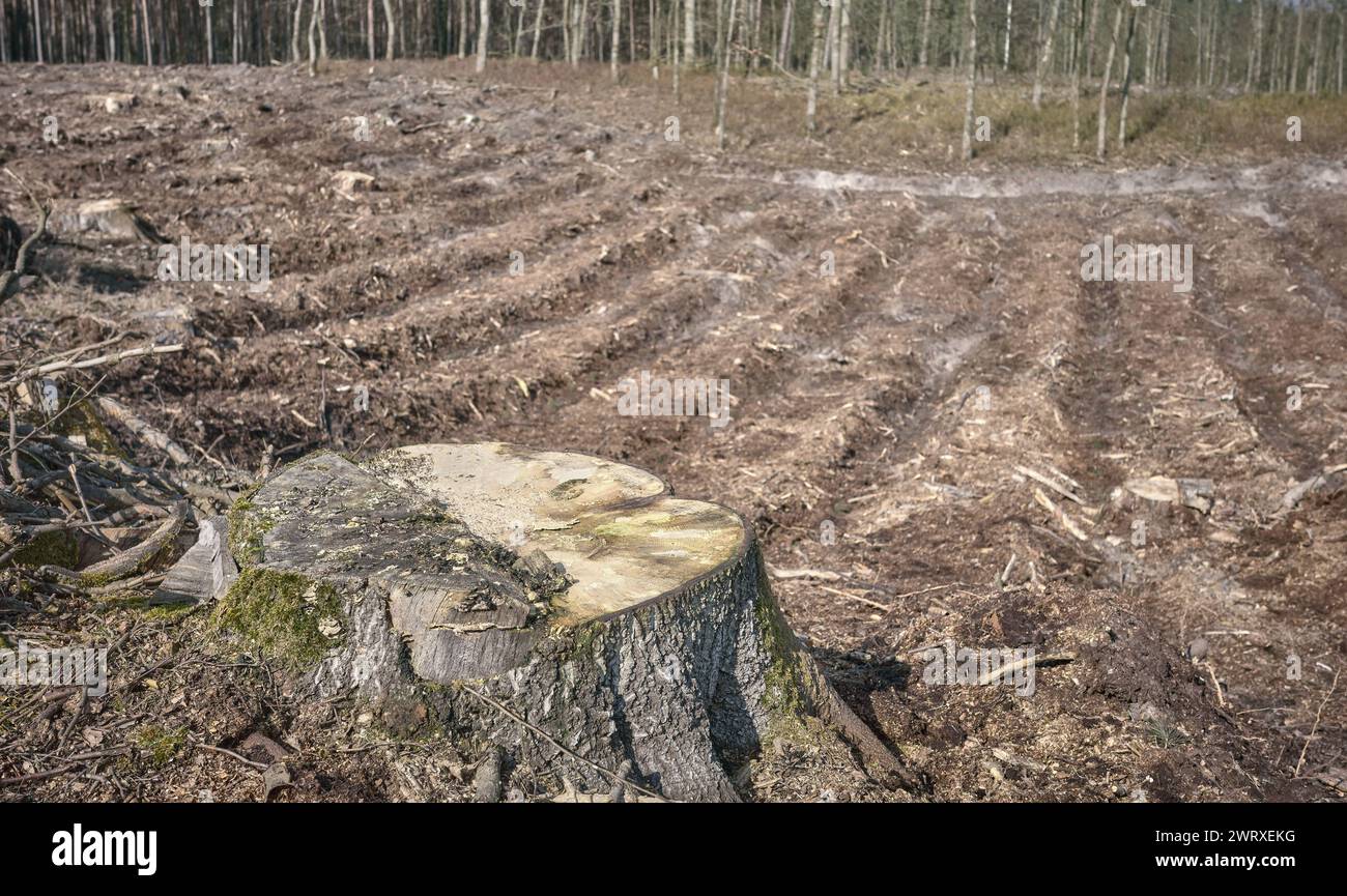 Foto eines Baumstumpfes vor dem Hintergrund eines abgeholzten Waldes, selektiver Fokus. Stockfoto