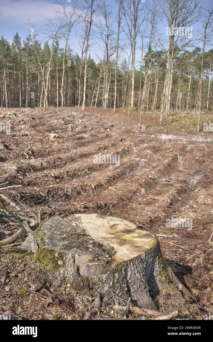 Foto eines Baumstumpfes vor dem Hintergrund eines abgeholzten Waldes, selektiver Fokus. Stockfoto