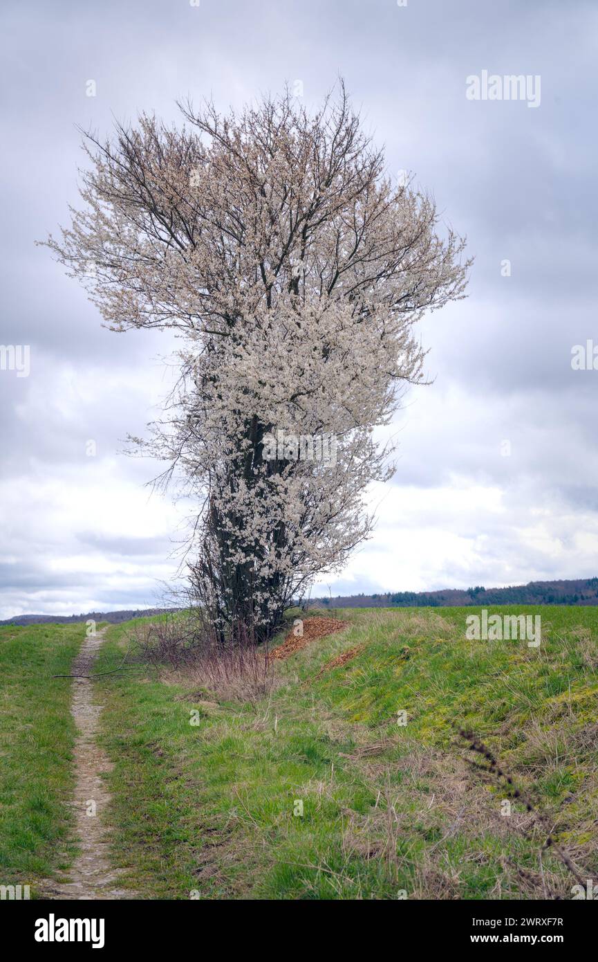 Ein einziger schöner, weißer Weißdorn auf der Wiese im Frühling Stockfoto