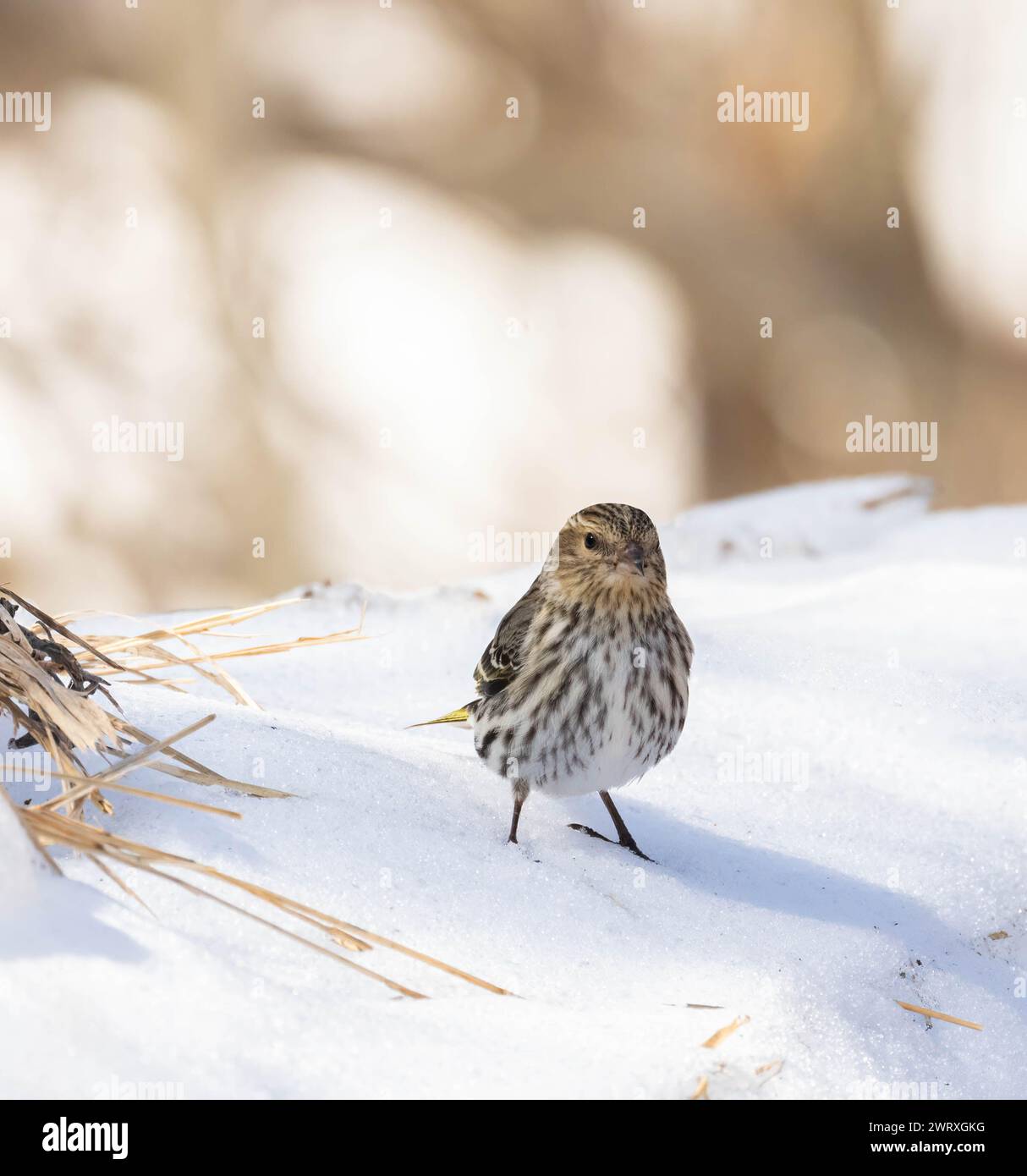 Kleine Pine Siskin finch, die im März in Ontario auf sonnendurchflutetem Schnee stand Stockfoto