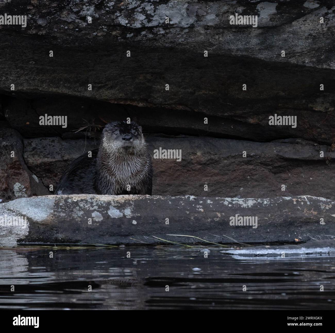 Der North American River Otter liegt im Frühling in Ontario auf einem Felsvorsprung in einem Fluss Stockfoto