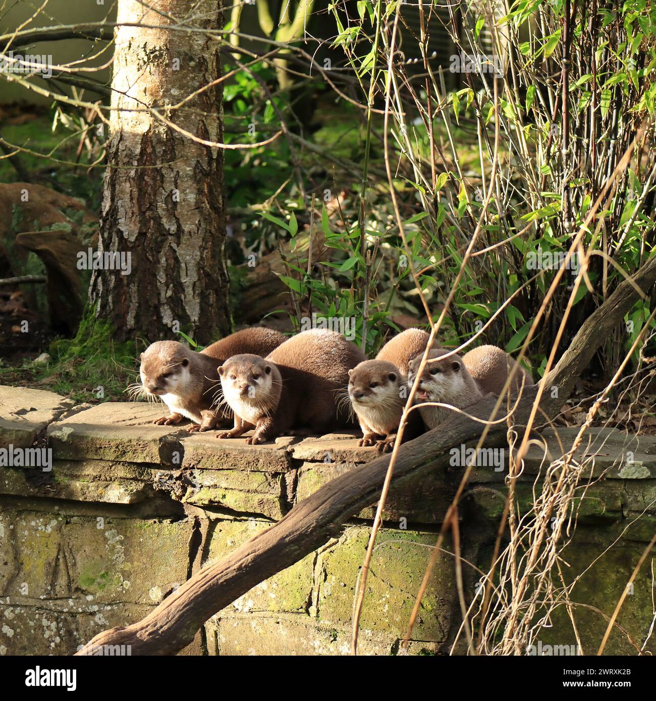 Gruppe asiatischer Otter mit kleinem Krallen, quadratischer Rahmen. 3. März 2023. Marwell Zoo, Nr Winchester, Hampshire, England. Eine Auswahl an Ausblicken aus dem zoologischen Park, der eine eingetragene Wohltätigkeitsorganisation in England ist. Marwell beherbergt eine Reihe von Arten, die in der Wildnis bedroht sind, und arbeitet viel an Naturschutzarbeiten und mit Bildungsgruppen zusammen. Stockfoto