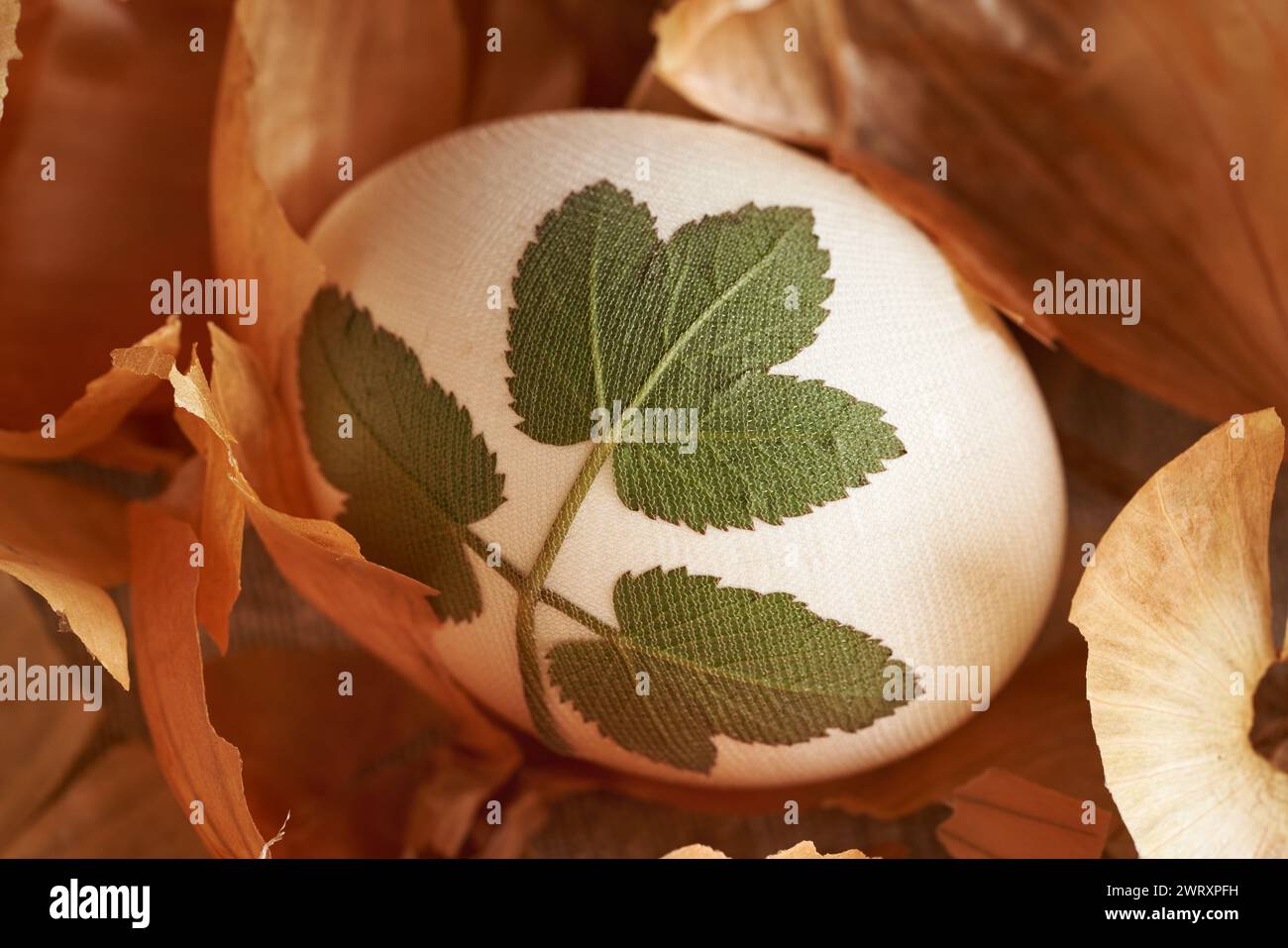 Rohes Osterei mit Kräutern, bereit zum Färben mit Zwiebelschalen Stockfoto
