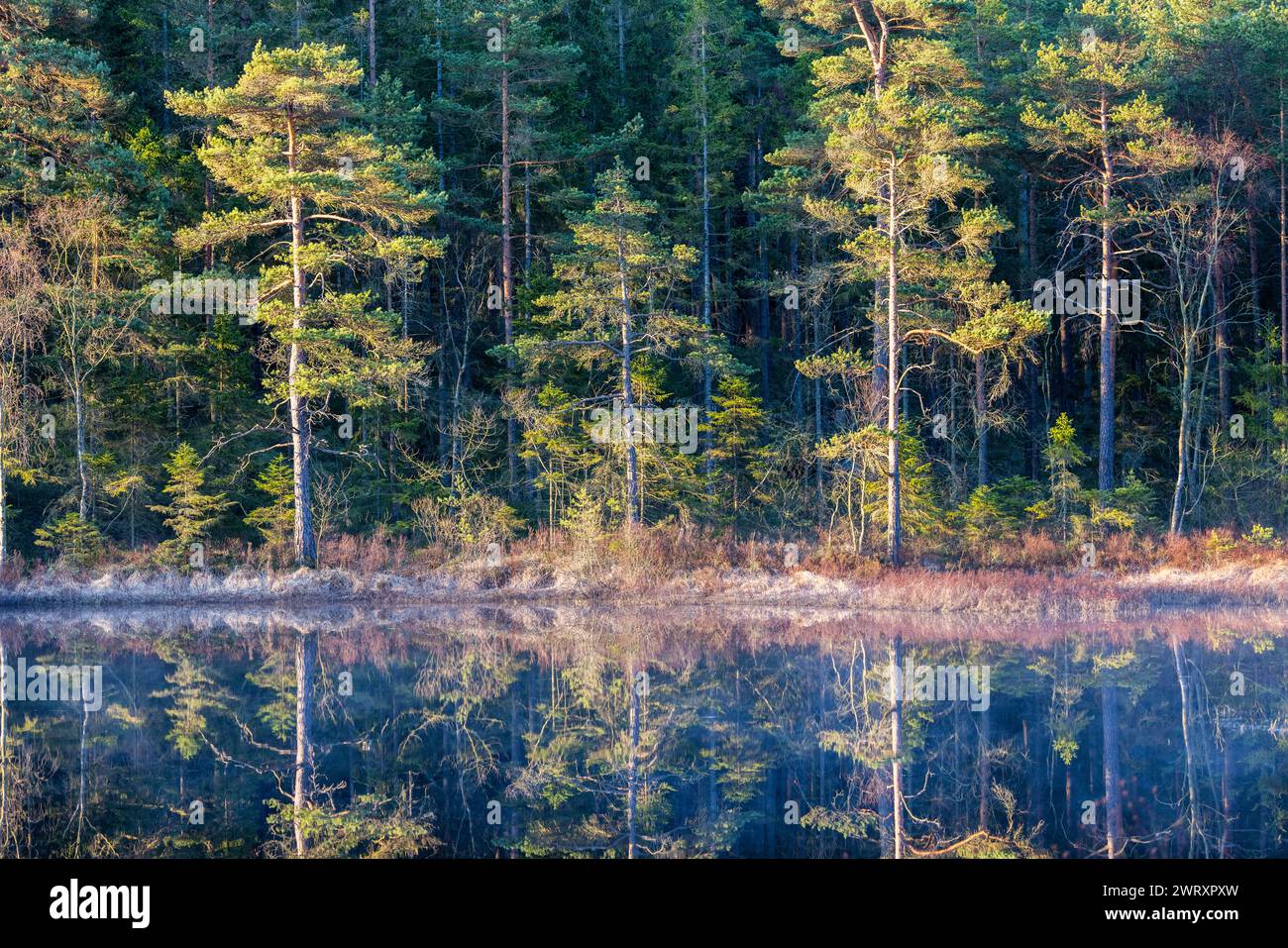 Bäume spiegeln sich in der Morgensonne in der Wasseroberfläche des Sees Stockfoto