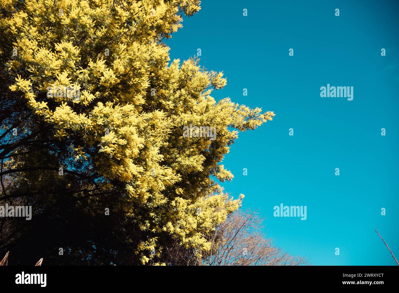 Mimosa Blumen auf blauem Himmel Hintergrund. Stockfoto