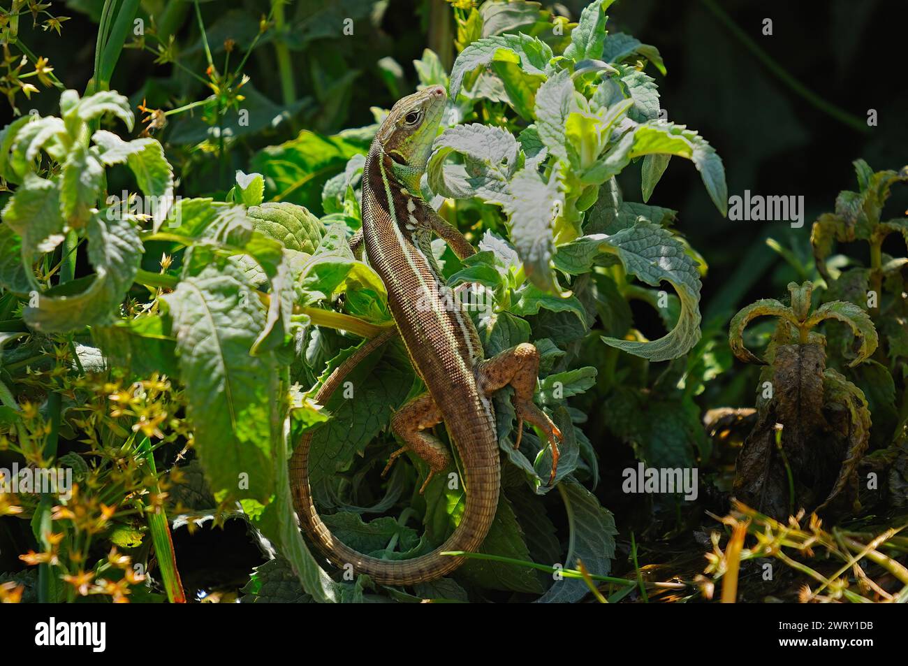 Balcan-grüne Eidechse oder lacerta trilineata im Gras. Stockfoto