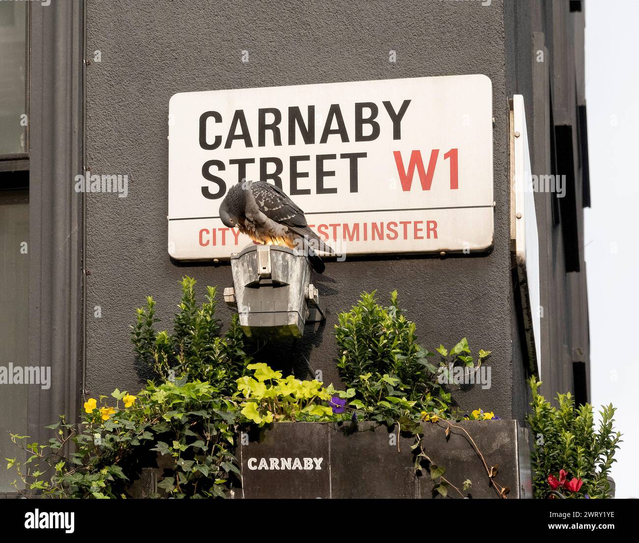 Straßenschild Carnaby Street, Westminster, London, England, Großbritannien Stockfoto