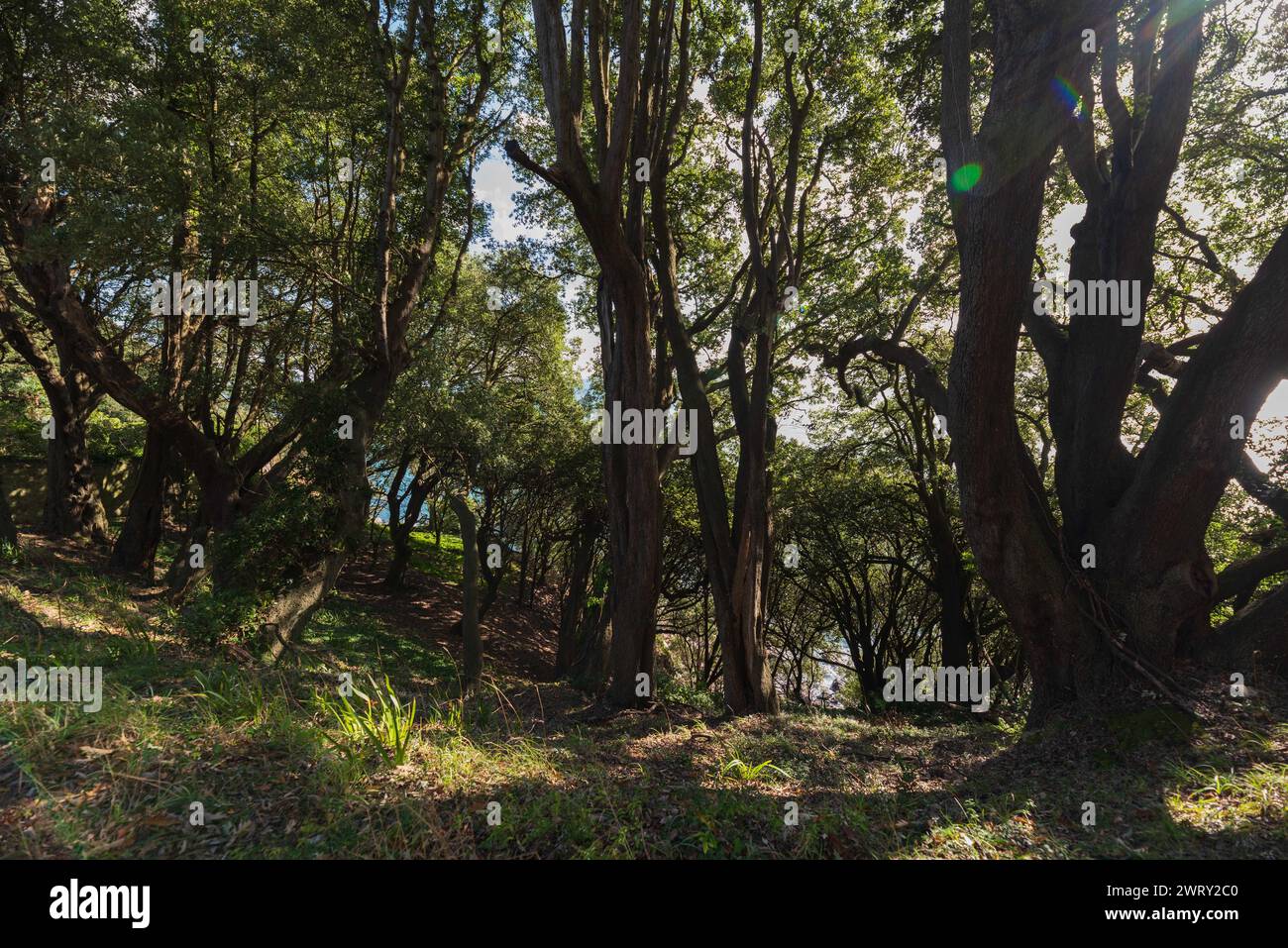 Wälder in der Nähe von Thatcher Point, Torquay, Devon Stockfoto