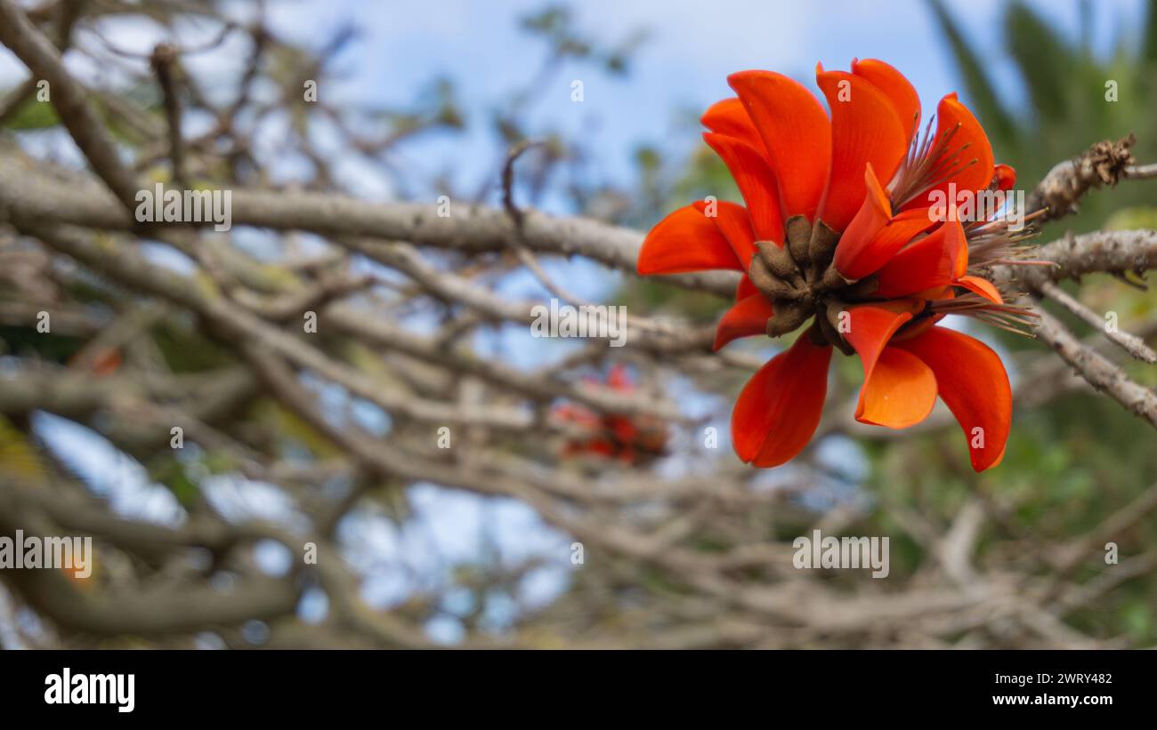 Exotische Blüte, leuchtende Farben, Eleganz im Freien Stockfoto
