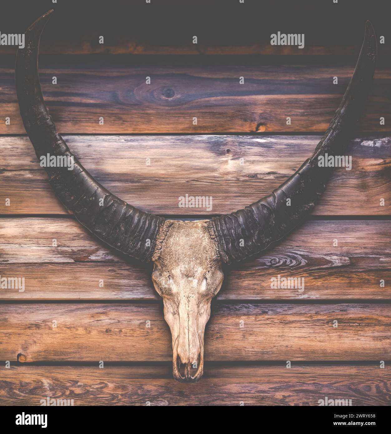Schädel und Hörner Einer Kuh an der Wand Einer rustikalen Blockhütte Stockfoto