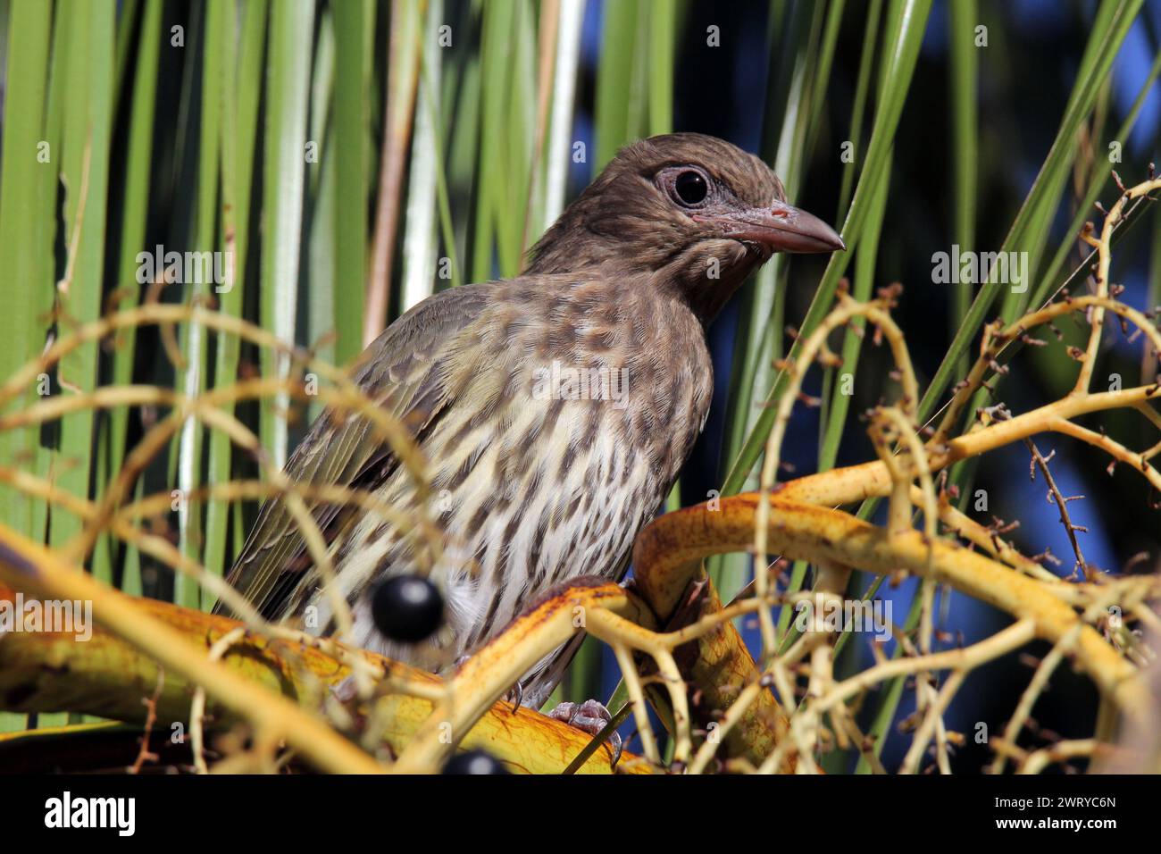 Australasischer Feigenvogel, der in einer Palme sitzt Stockfoto