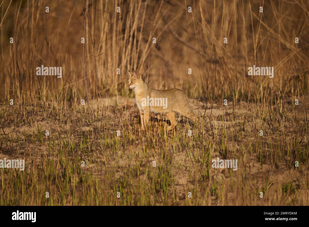 Dschungelkatze im Grasland des Corbett National Park, Indien Stockfoto