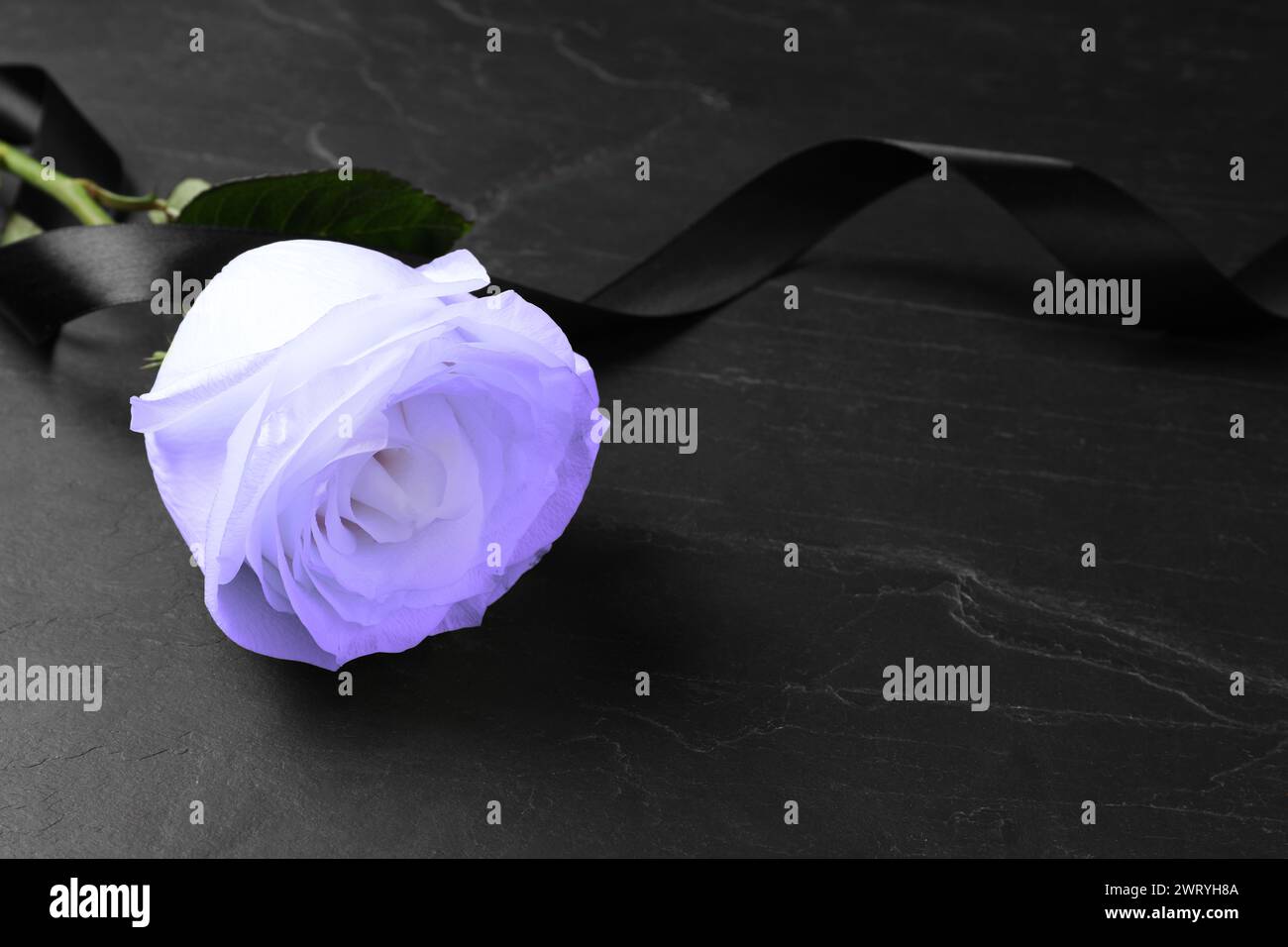 Violette Rose mit schwarzem Trauerband auf dunklem Tisch, Nahaufnahme. Leerzeichen für Text Stockfoto