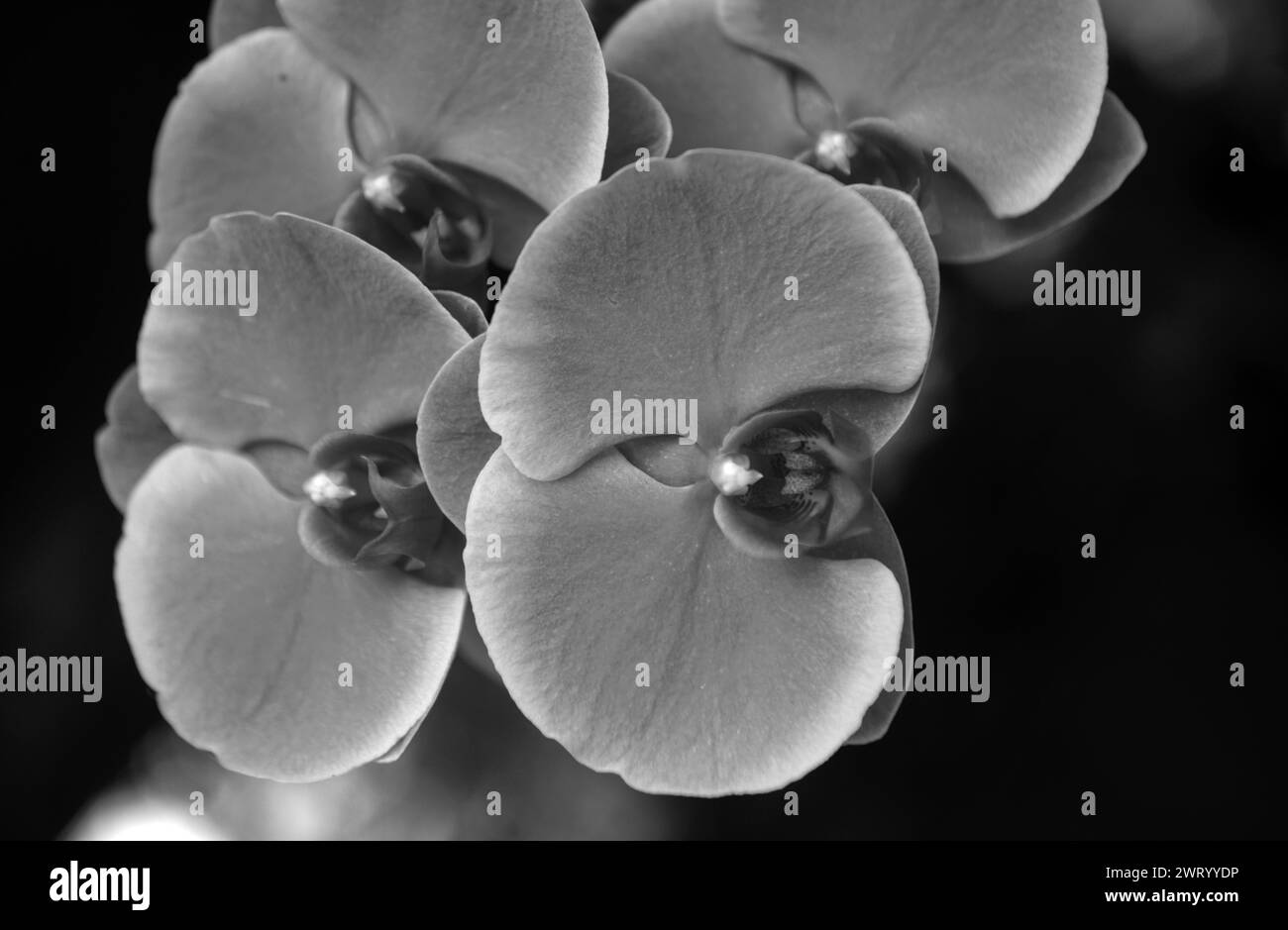 Purpurne Orchideenblüte phalaenopsis, falah. Purpurrote panaenopsis Blüten. Stockfoto