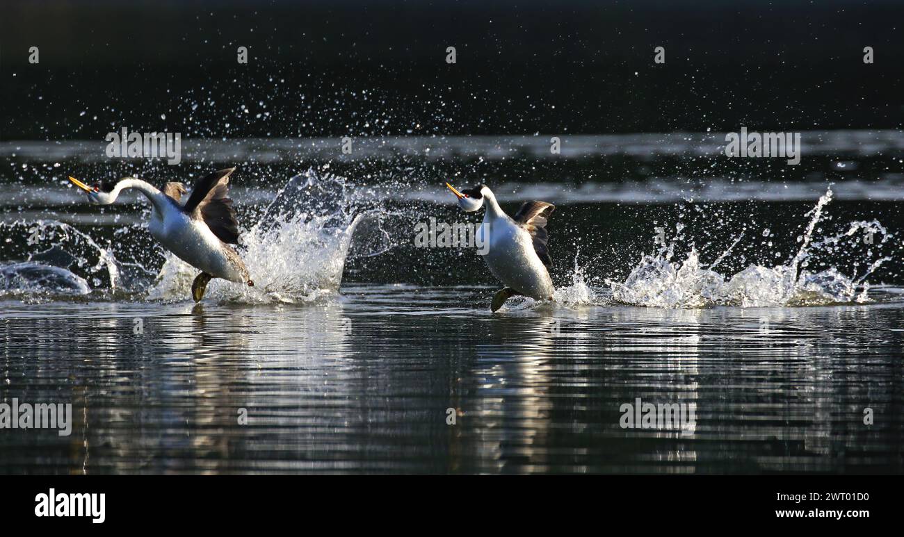 Western Grebes tanzt im See Stockfoto