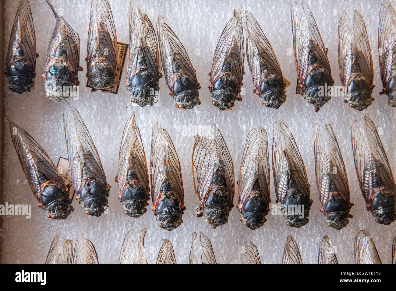 Viele gefiederte Zikaden in einem Museumskoffer zeigen die Vielfalt der Zikaden Nordamerikas. Stockfoto