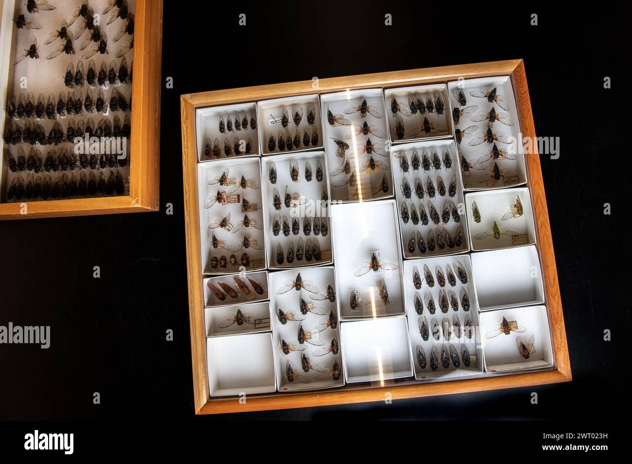 Viele gefiederte Zikaden in einem Museumskoffer zeigen die Vielfalt der Zikaden Nordamerikas. Viele Insektenarten sind vertreten. Stockfoto