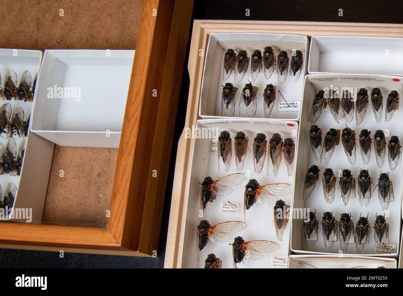 Viele gefiederte Zikaden in einem Museumskoffer zeigen die Vielfalt der Zikaden Nordamerikas. Viele Insektenarten sind vertreten. Stockfoto