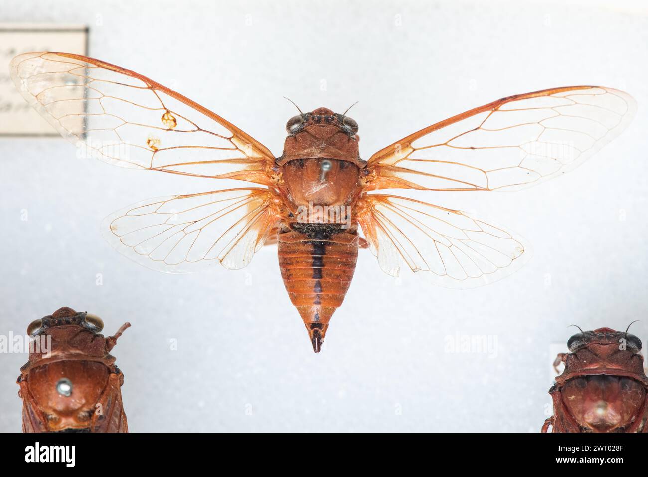 Ein Holotyp einer Okanagana-Spezies cicada aus Kalifornien in einer entomologischen Sammlung von Insekten im Museum. Stockfoto