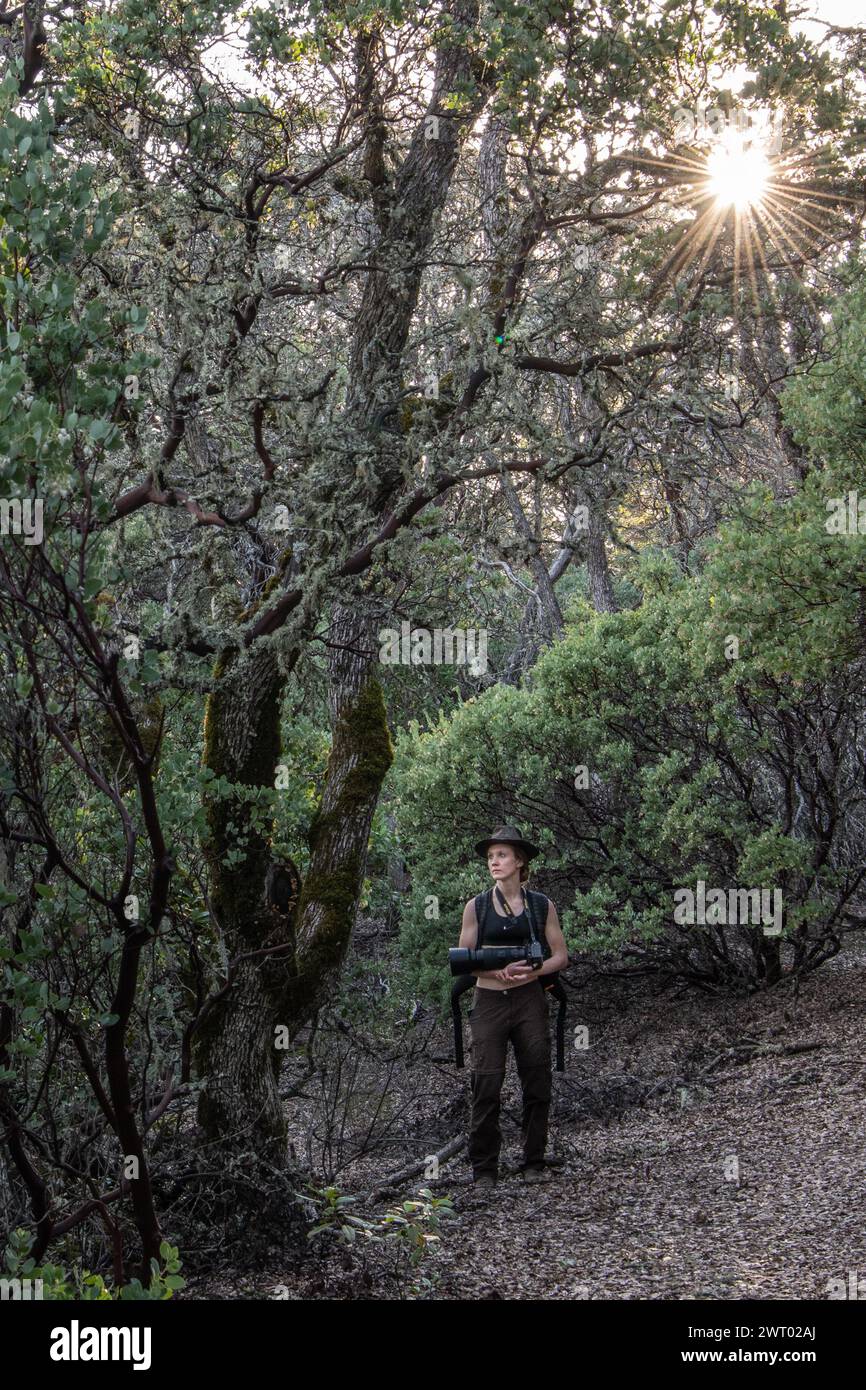 Eine Wanderer im dichten Untergeschoss eines Madronenwaldes im Henry W. Coe State Park in Kalifornien. Stockfoto