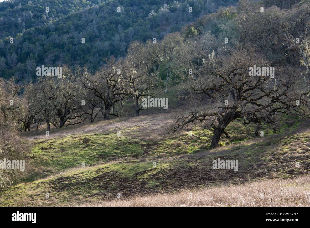 Ein Hügel mit Eichensavanne und mehreren Eichenbäumen im Henry W. Coe State Park in Kalifornien, USA, Nordamerika. Stockfoto