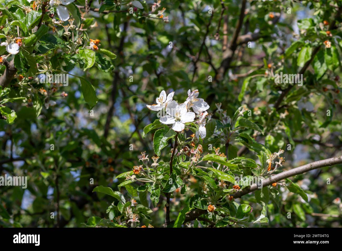 Ein Apfelbaum nach der Blüte im Frühlingsgarten. Stockfoto